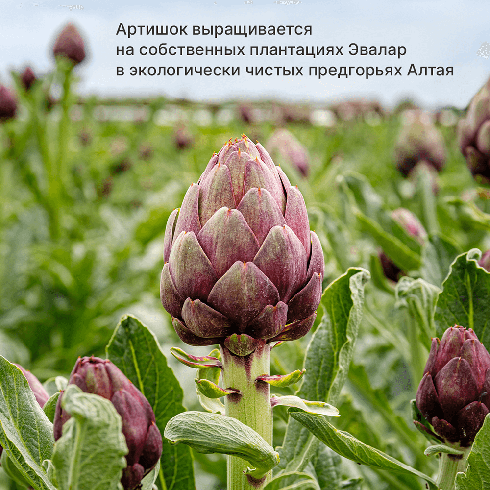 Хофицин Эвалар 200 мг таблетки, 60 шт.